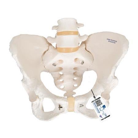 Pelvic Skeleton, female - w/ 3B Smart Anatomy -  3B SCIENTIFIC, 1000134